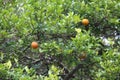 Clove lemon, Citrus Ãâ limonia, ripe on lemon tree in a garden in SÃÂ£o Paulo, Brazil.